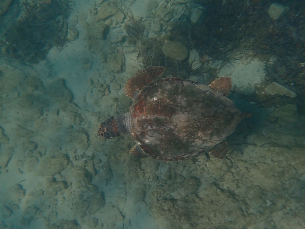 Tartaruga caretta  - Edoardo Razzetti