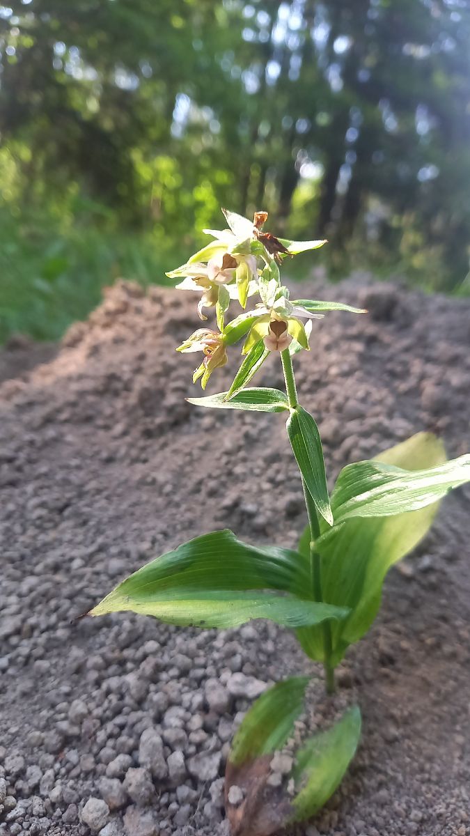 Epipactis helleborine  - Michel Wendling