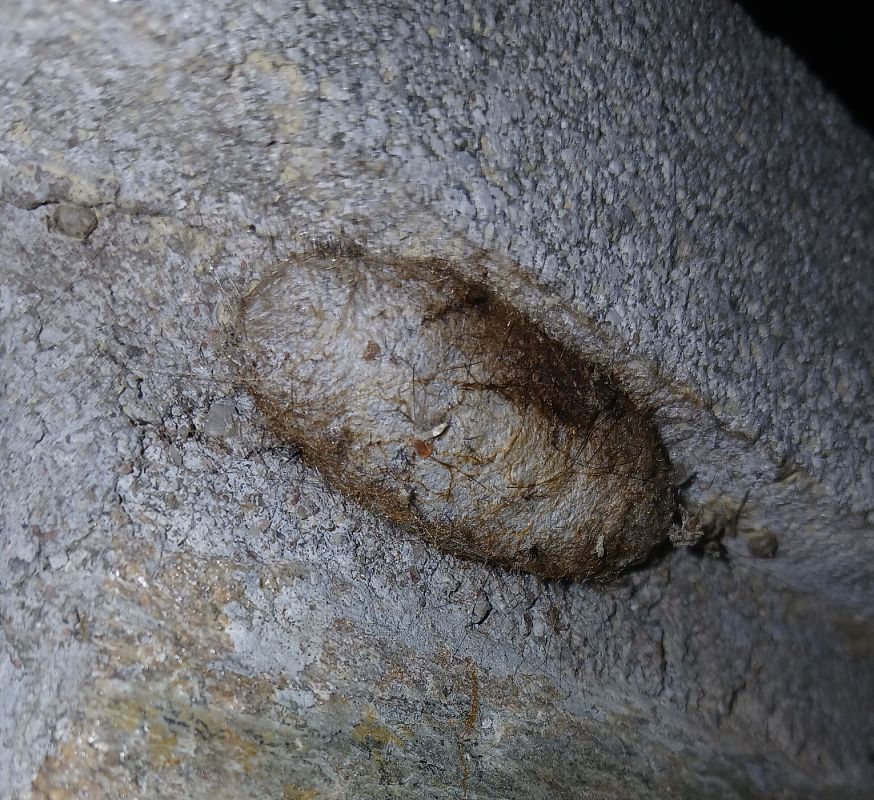 Dendrolimus pini  - Jesus Aparicio Fernández
