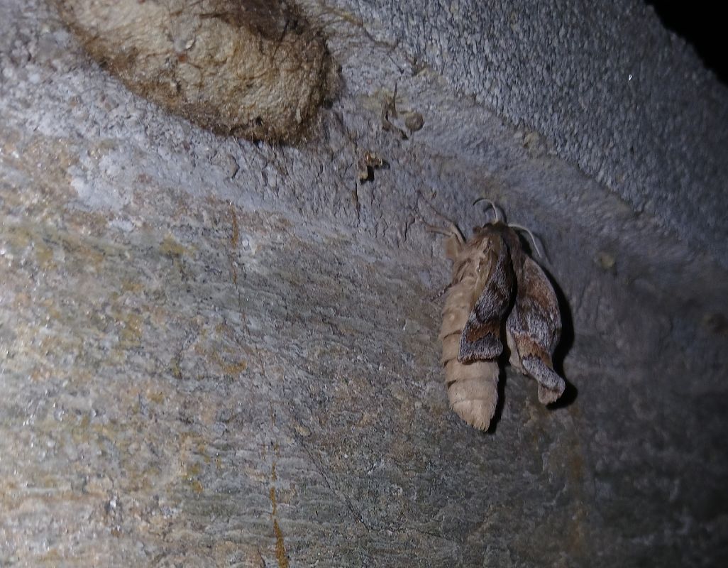 Dendrolimus pini  - Jesus Aparicio Fernández