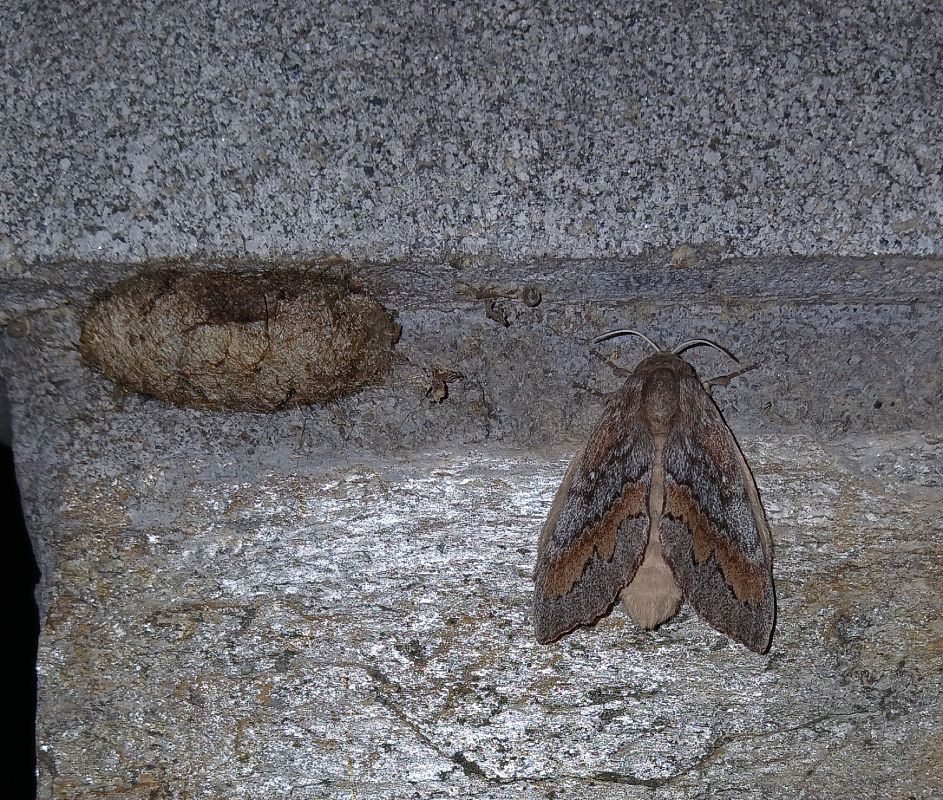 Dendrolimus pini  - Jesus Aparicio Fernández
