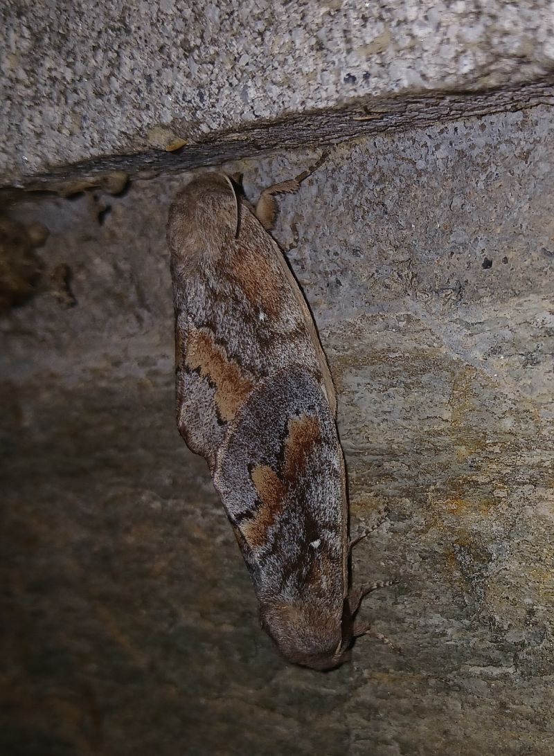 Dendrolimus pini  - Jesus Aparicio Fernández