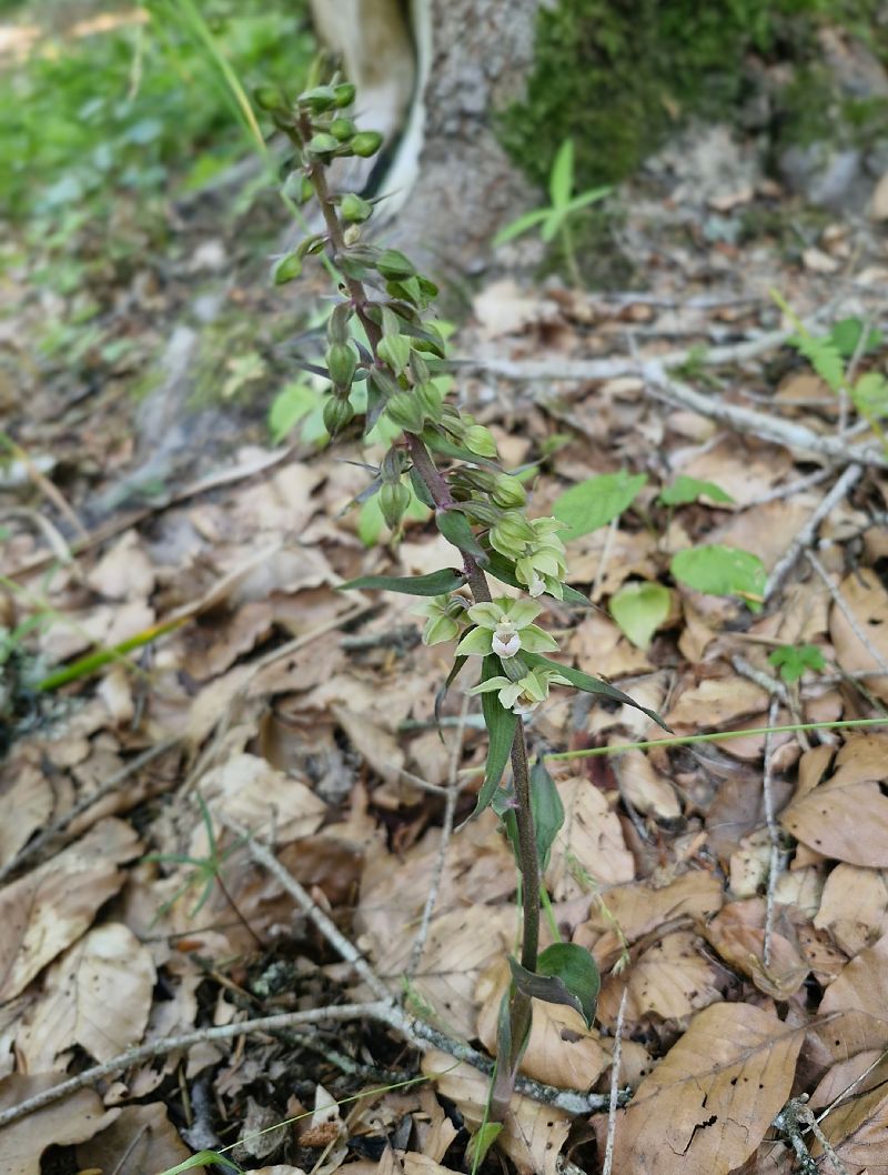 Epipactis purpurata  - Laurent Bignon