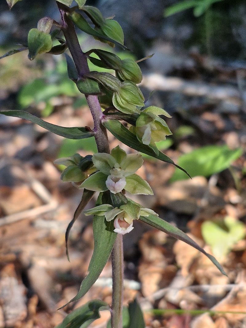 Epipactis purpurata  - Laurent Bignon