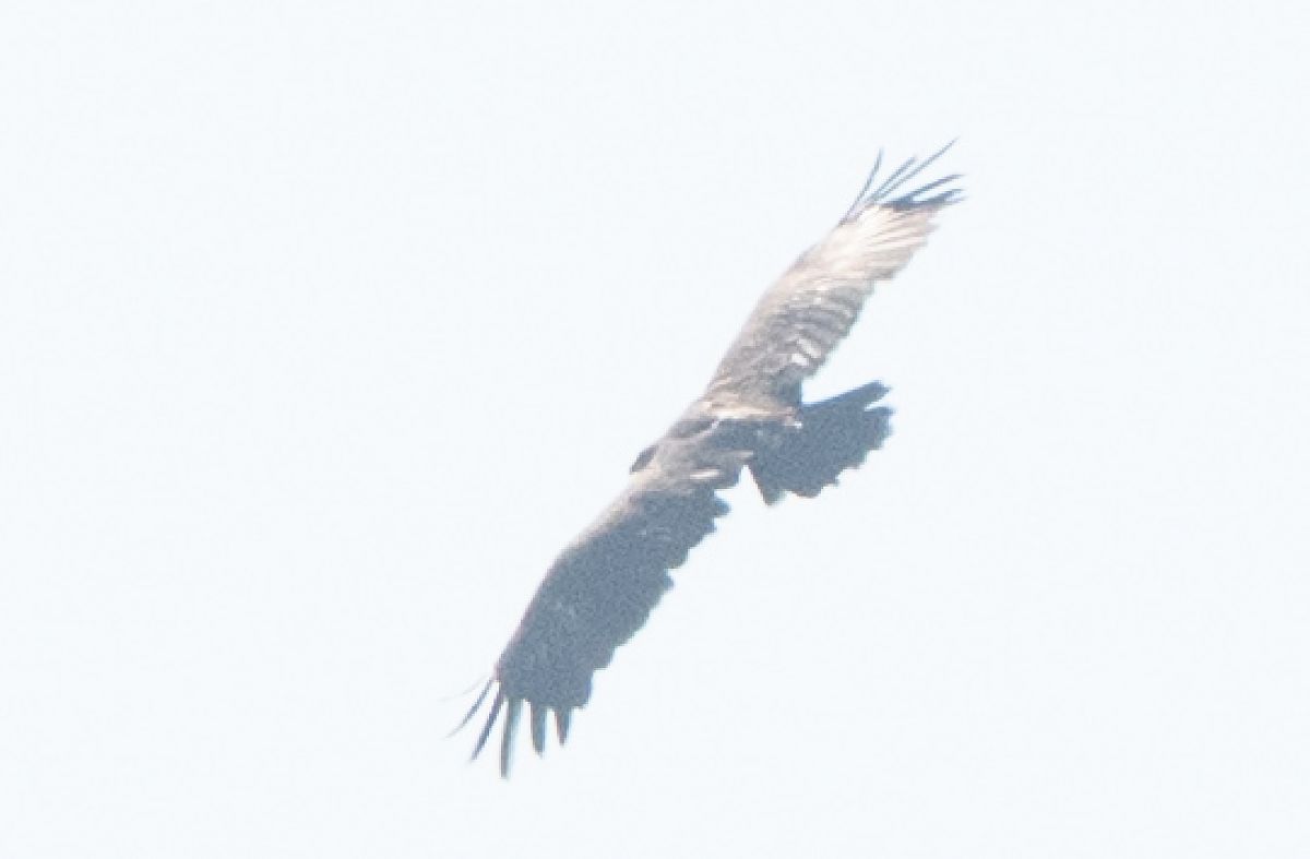 Aigle criard  - Piotr Kosidło