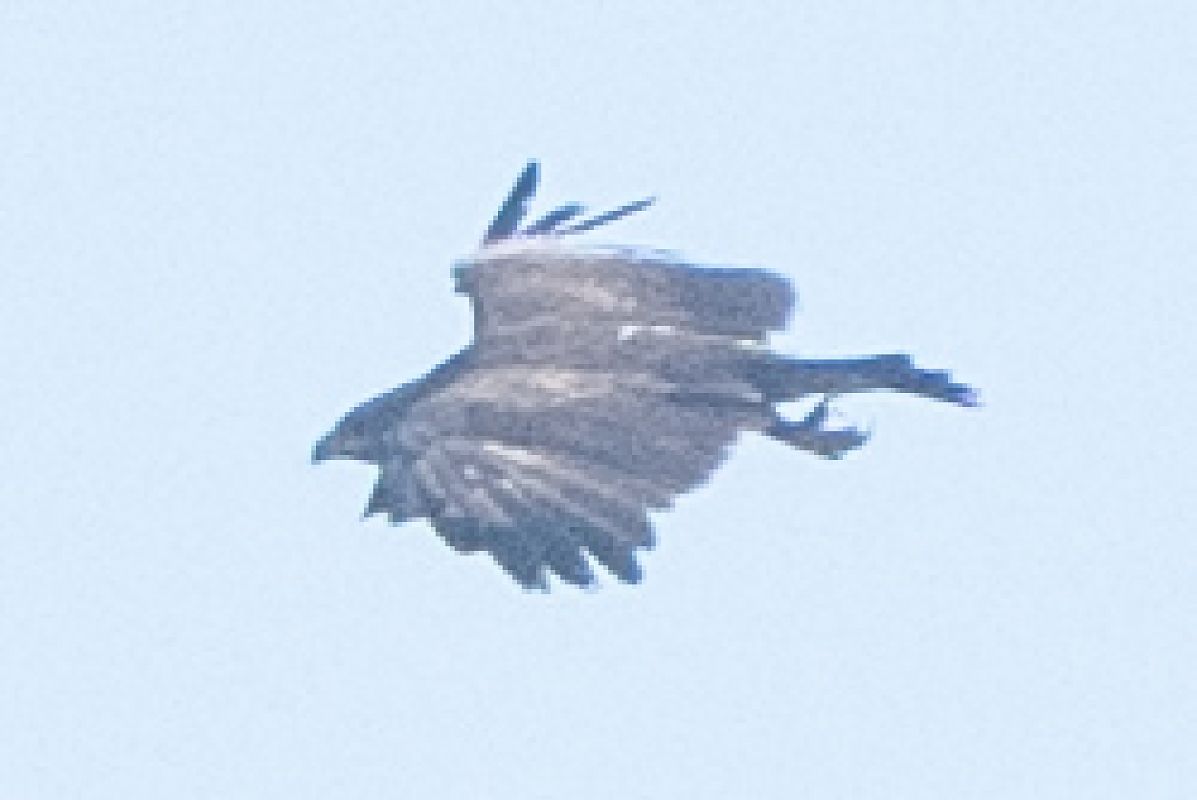 Aigle criard  - Piotr Kosidło