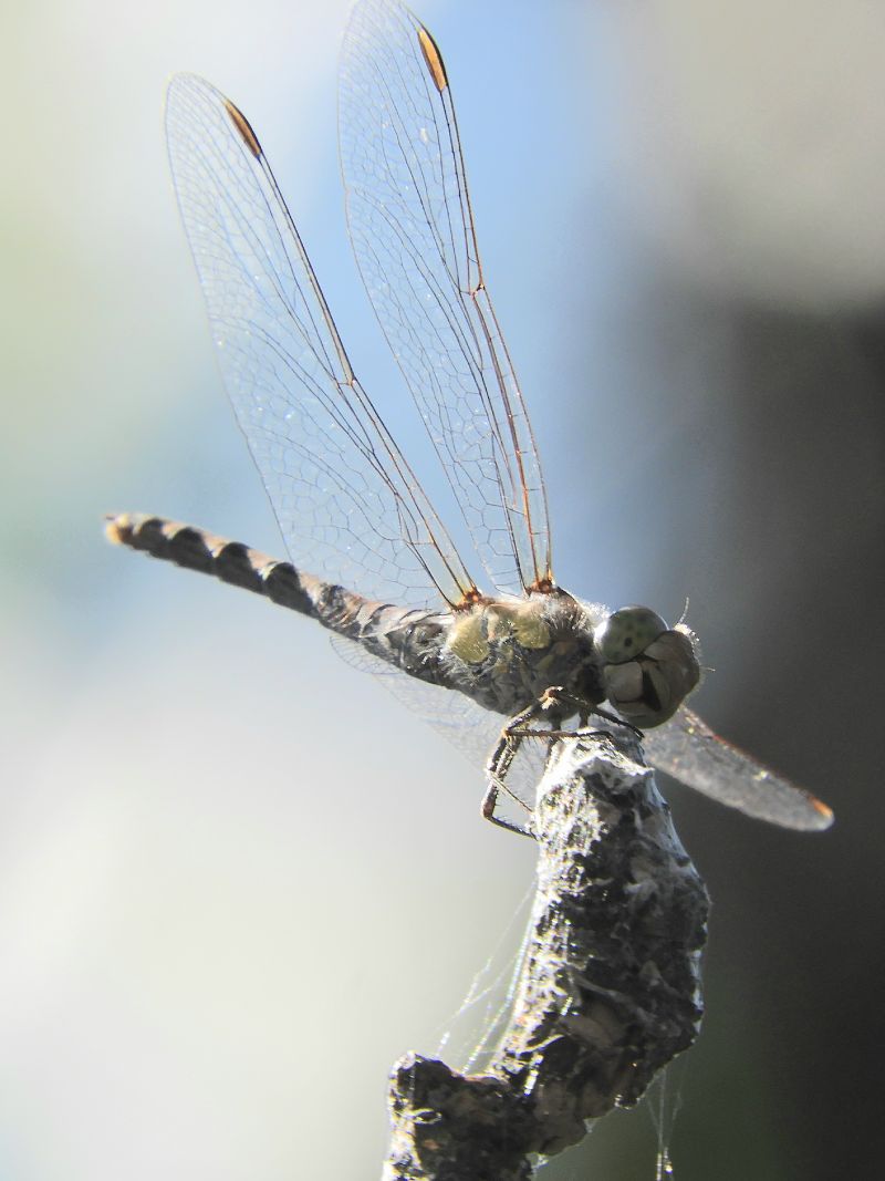 Sympetrum striolatum  - Massimo Tassinari