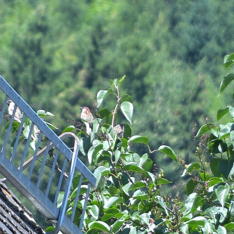 Moineau cisalpin  - Matthias Gruber