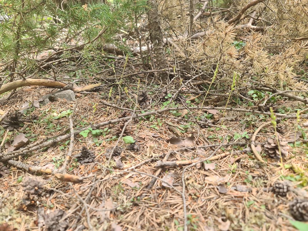 Goodyera repens  - Christian Fleury
