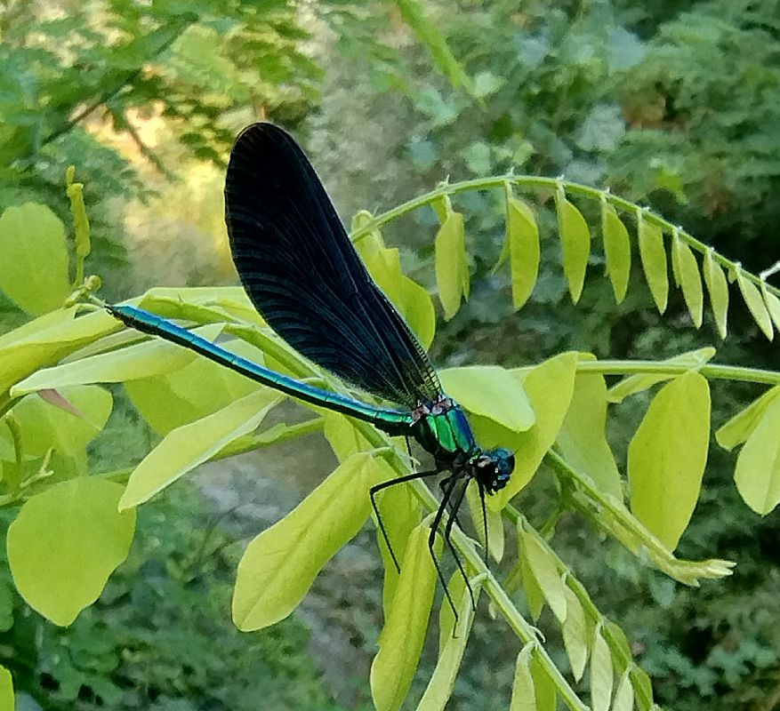 Calopteryx virgo  - Battisti Andrea