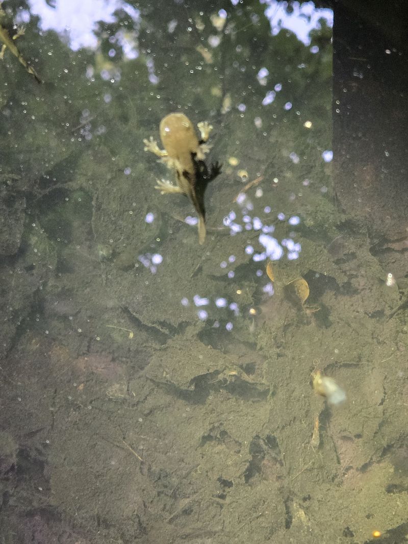 Salamandra pezzata  - Nicolò Villa
