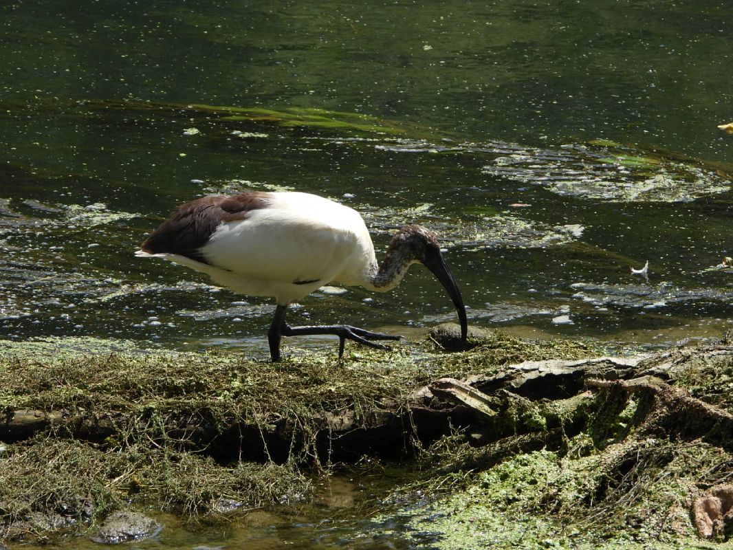Heiliger Ibis 