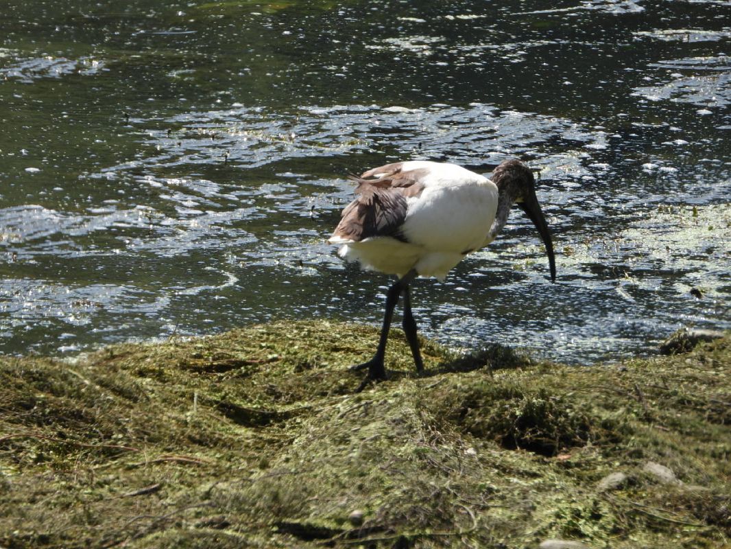 Heiliger Ibis 