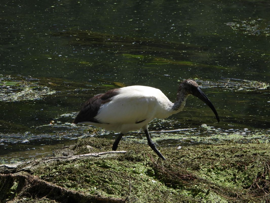 Ibis sacro 