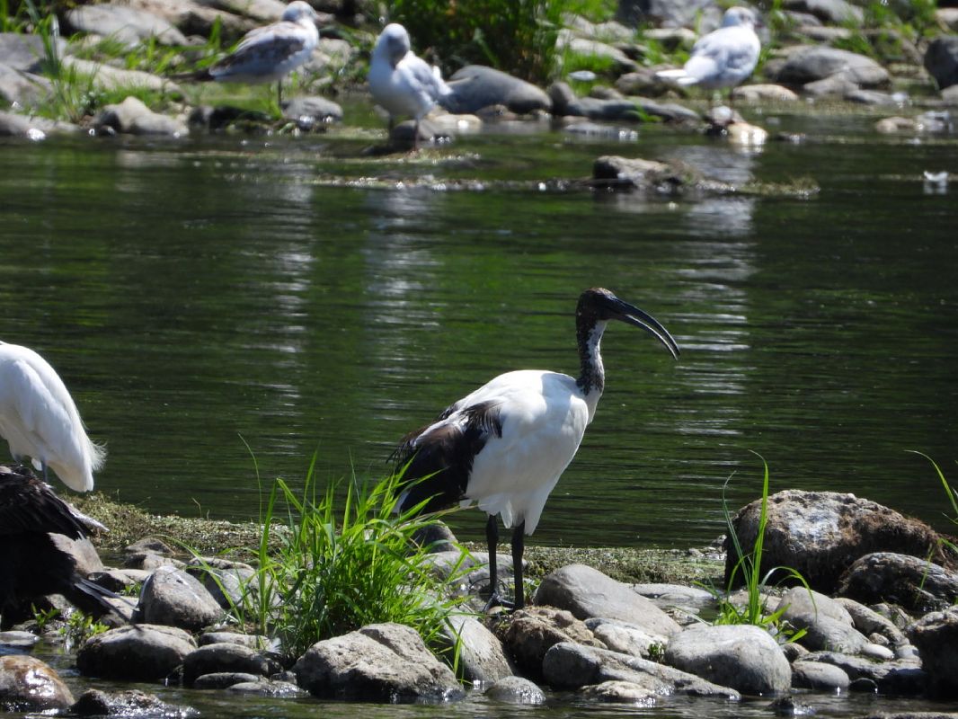 Ibis sacro 