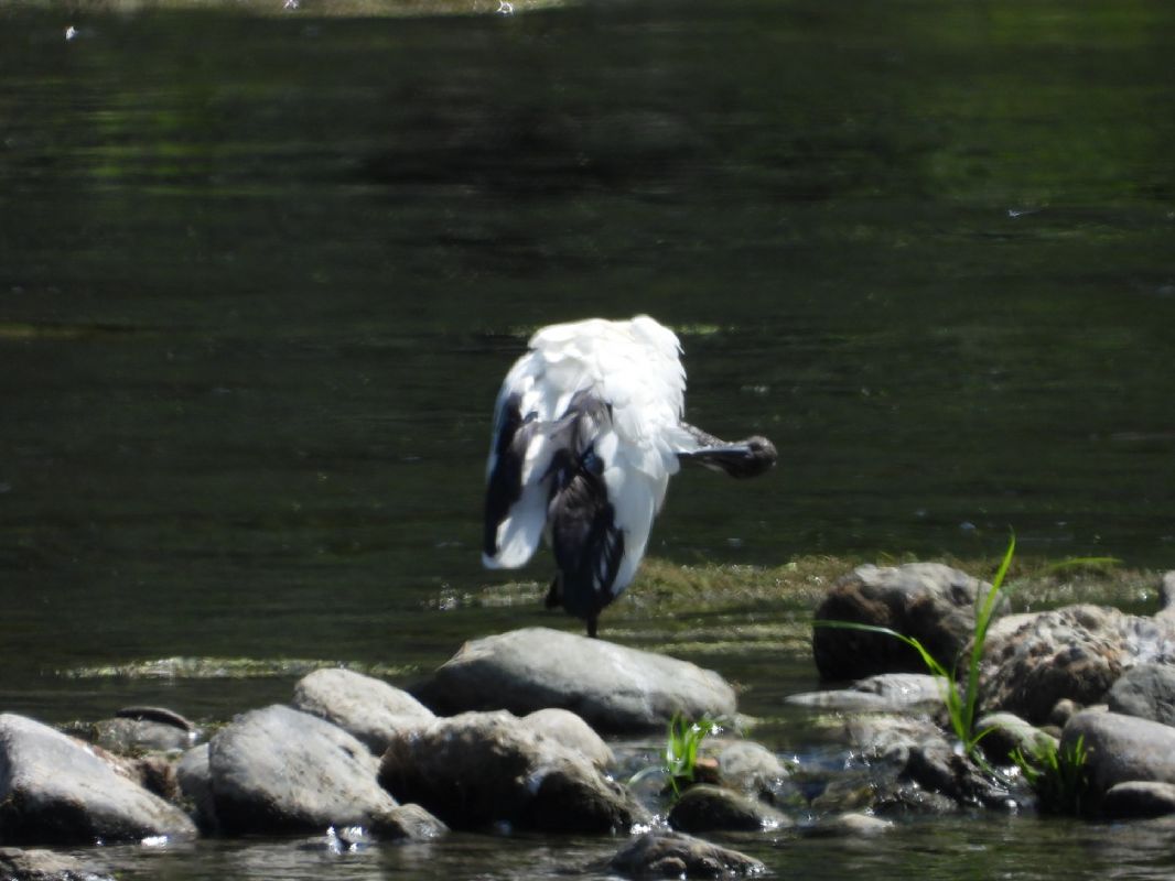 Ibis sacro 