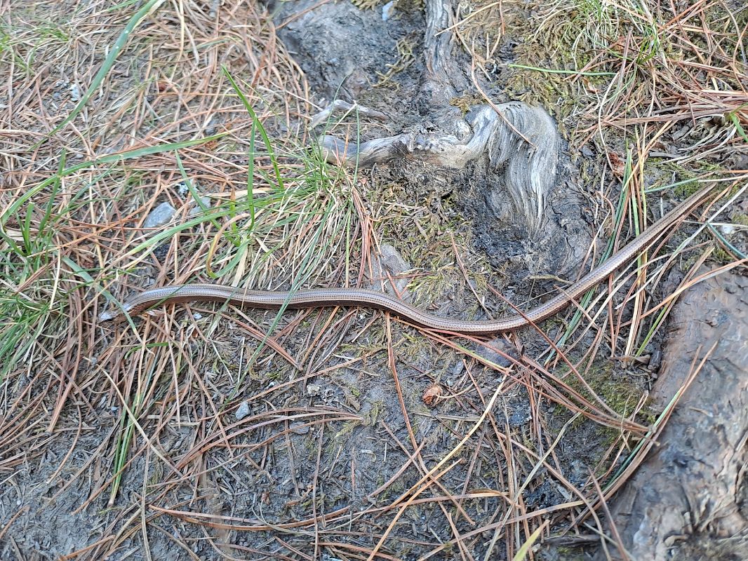 Orbettino (tutte le specie) 