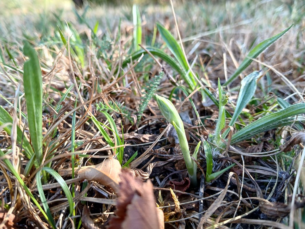 Spiranthes spiralis  - Alain Falvard