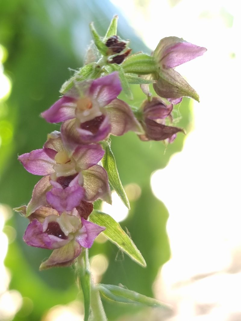 Epipactis indet. group. helleborine  - Christophe Alavoine