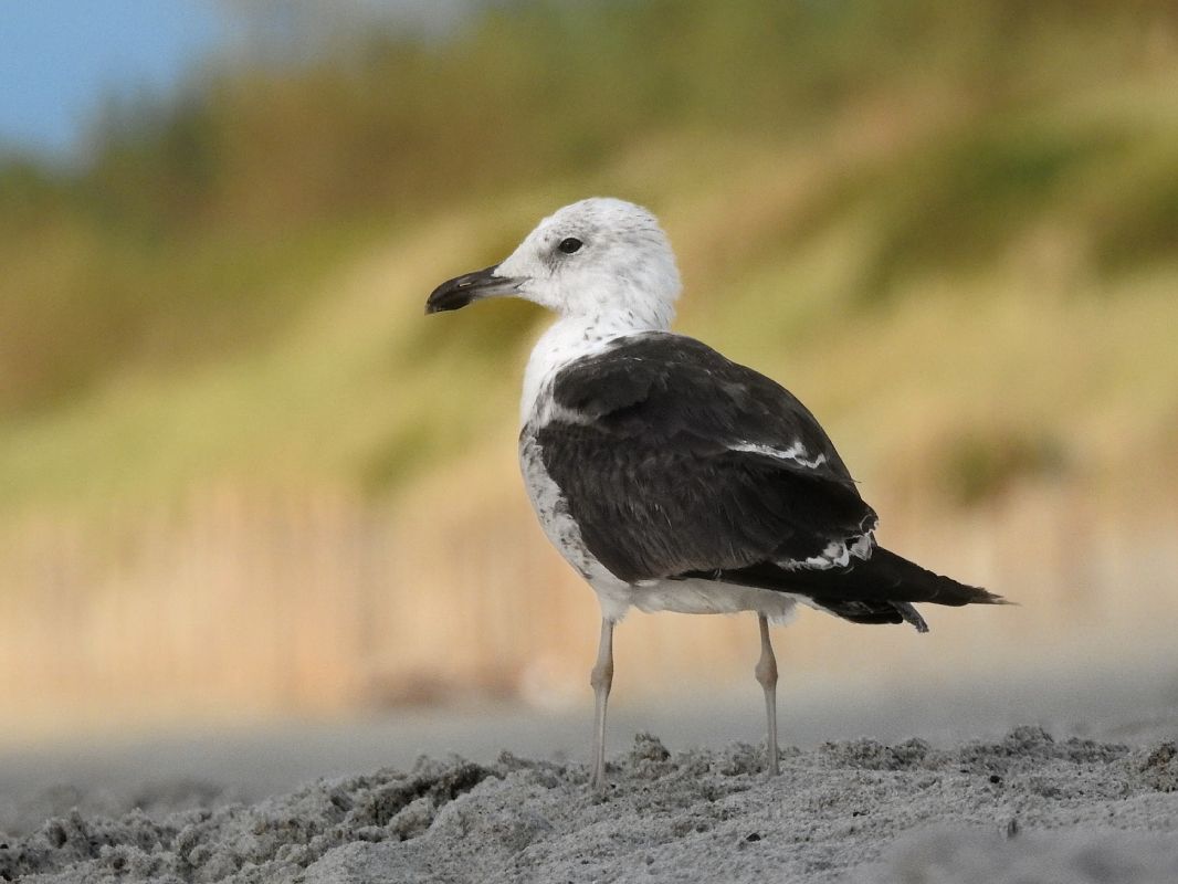 mewa żółtonoga (ssp. fuscus)  - Jakub Bednarek