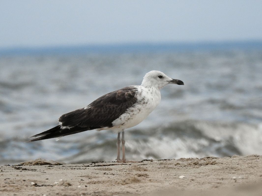 Heringsmöwe (ssp. fuscus)  - Jakub Bednarek