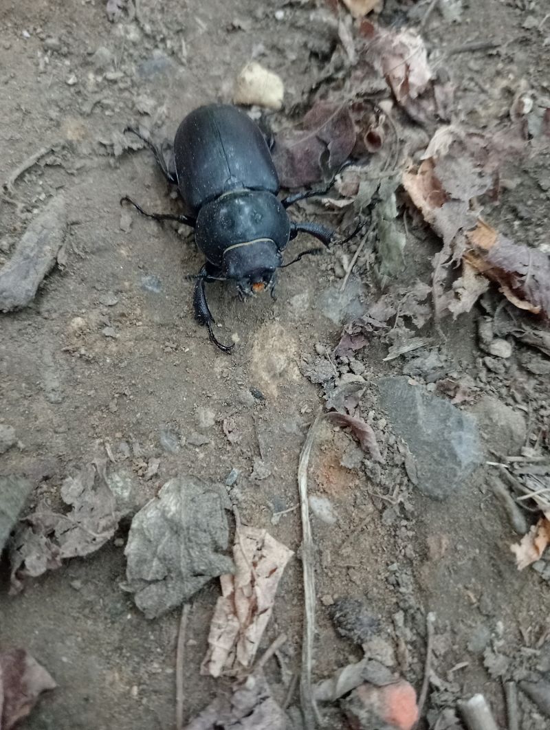 Coleoptera sp.  - Walter Sassi
