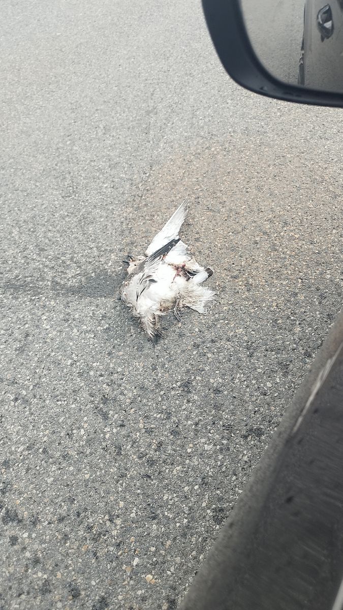 Mouette mélanocéphale  - Paul Wohlfarter