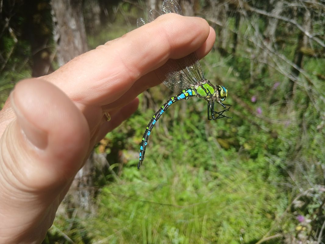 Aeshna cyanea  - Michele Cassol