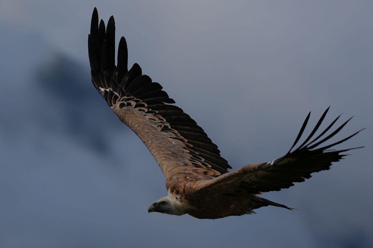 Vautour fauve  - Peter Wimmer