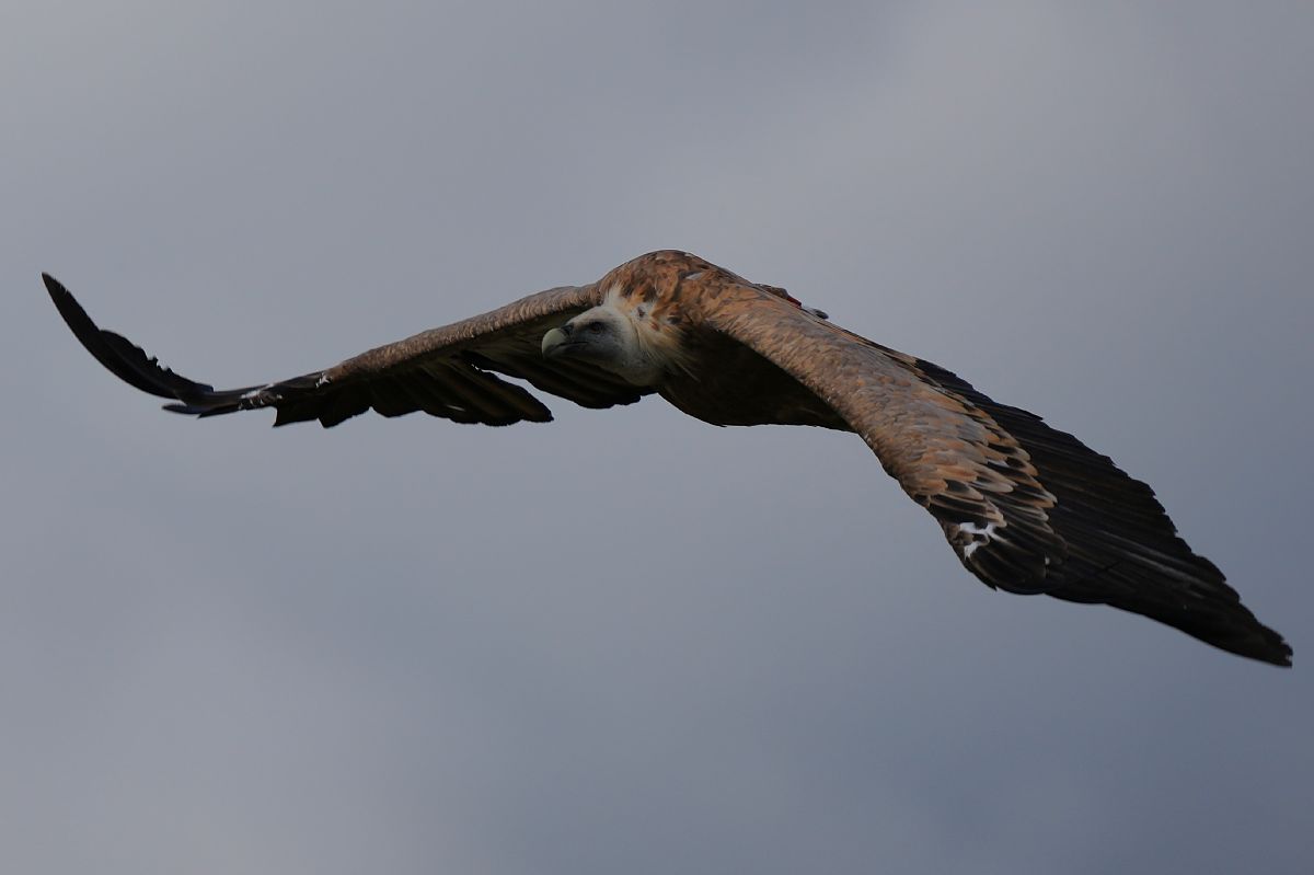 Vautour fauve  - Peter Wimmer
