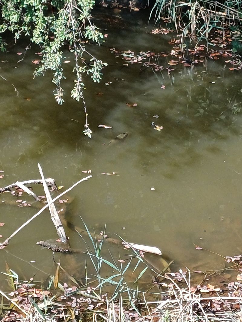 Carpa  - Sara Stella (FVG)