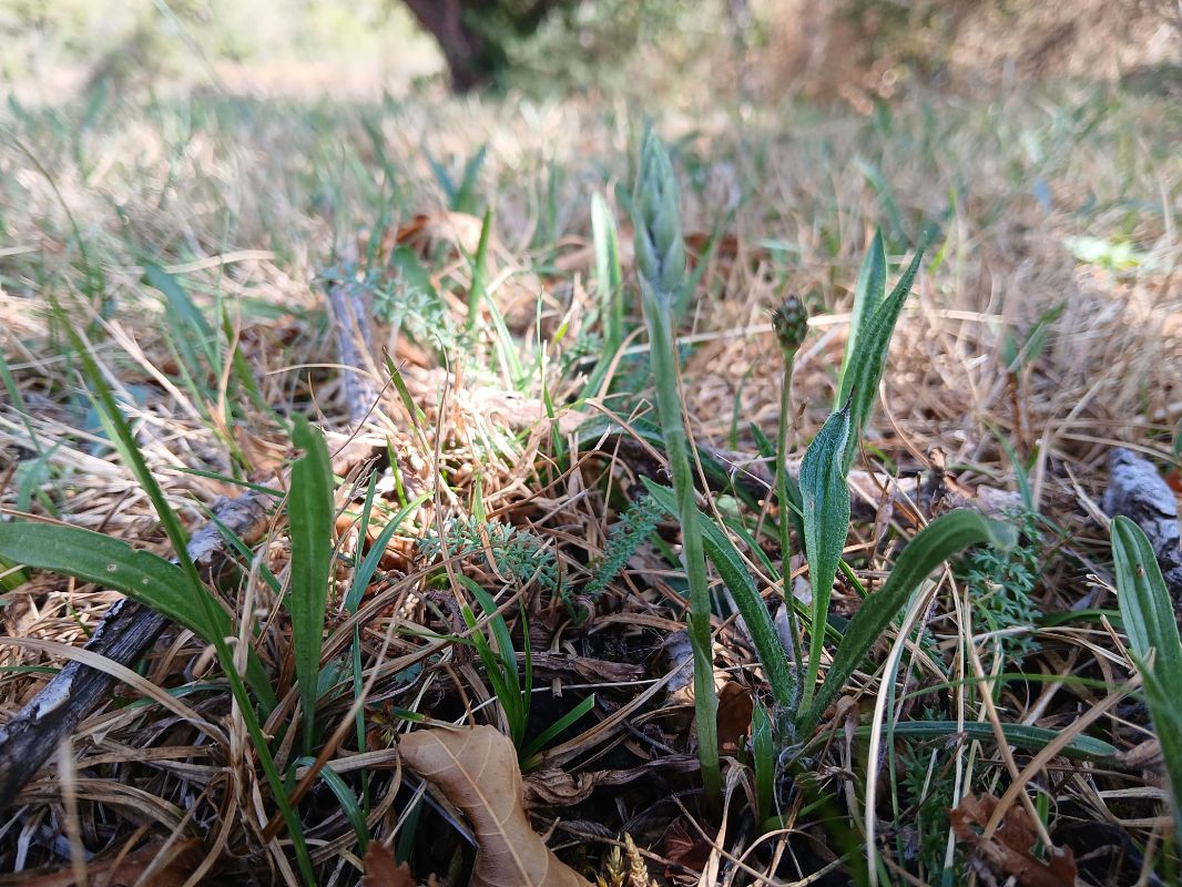 Spiranthes spiralis  - Alain Falvard