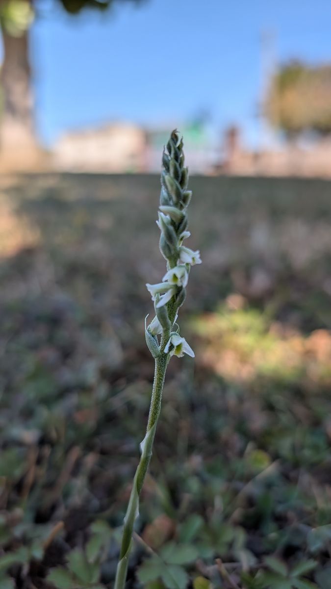 Spiranthes spiralis  - Christian Noel