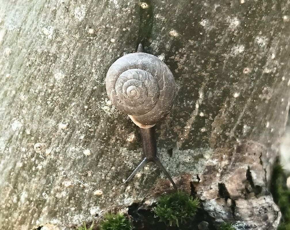 Chilostoma sp.  - Toni Alonso Jardí
