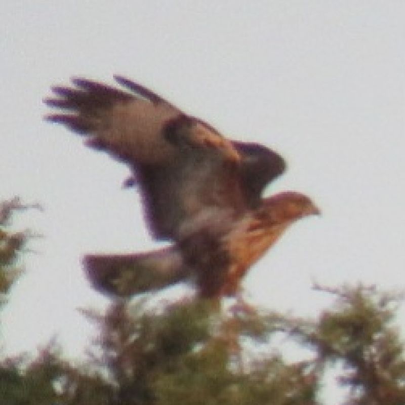 Mäusebussard  - Augusta Castiglioni