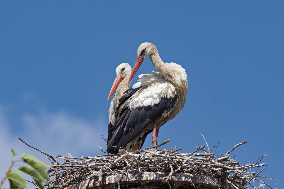 White Stork 
