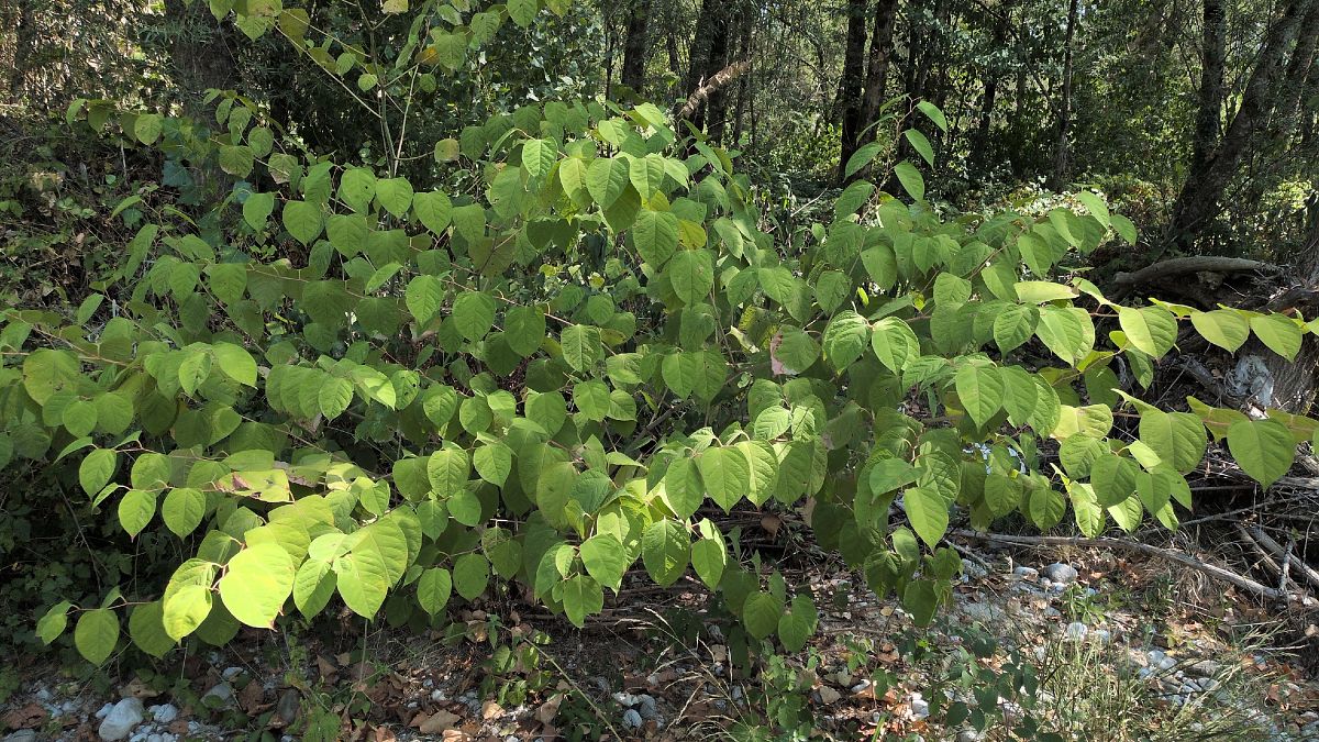 Fallopia japonica  - Paolo Del Mestre (FVG)