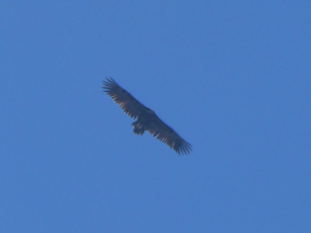 Vautour moine 