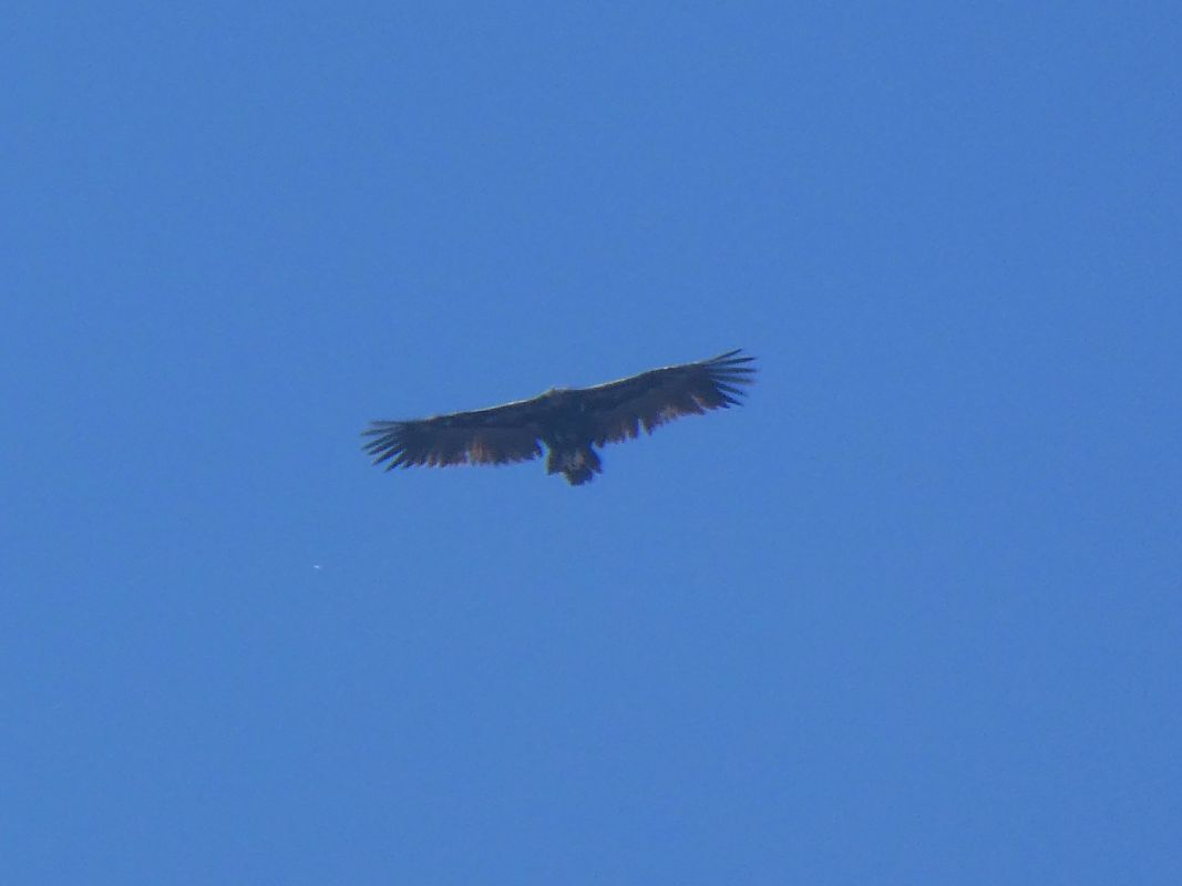 Vautour moine 