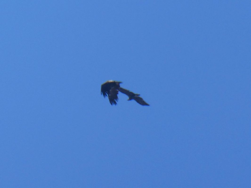 Vautour moine 