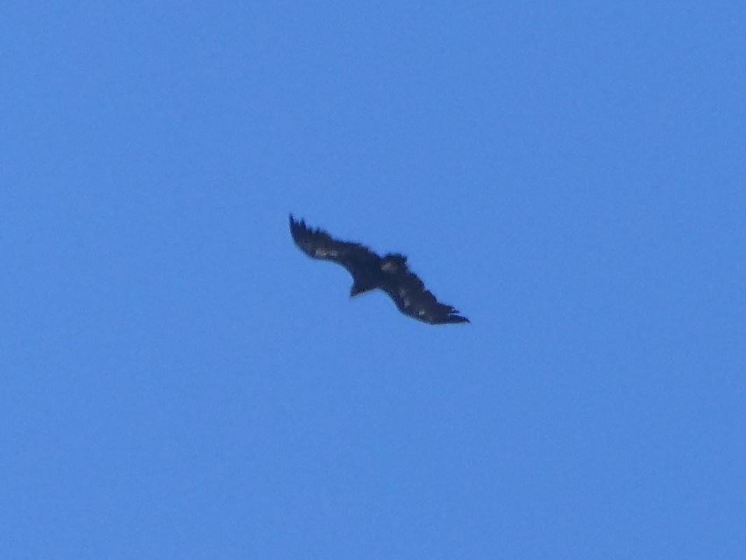 Vautour moine 