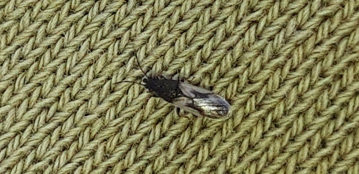 Metopoplax ditomoides  - Michele Cento