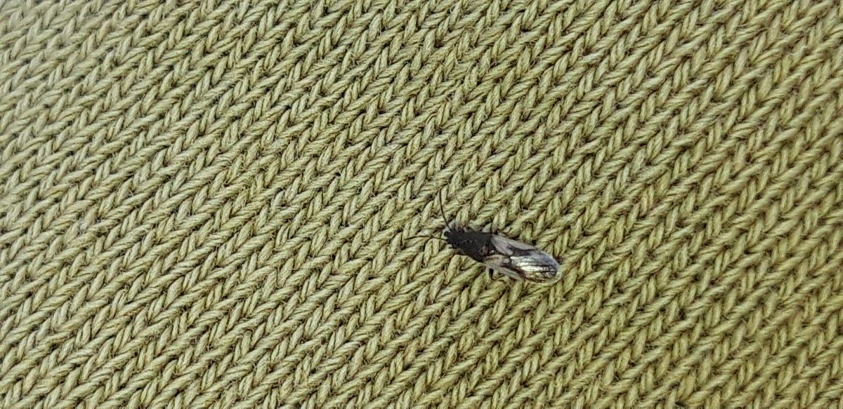 Metopoplax ditomoides  - Michele Cento
