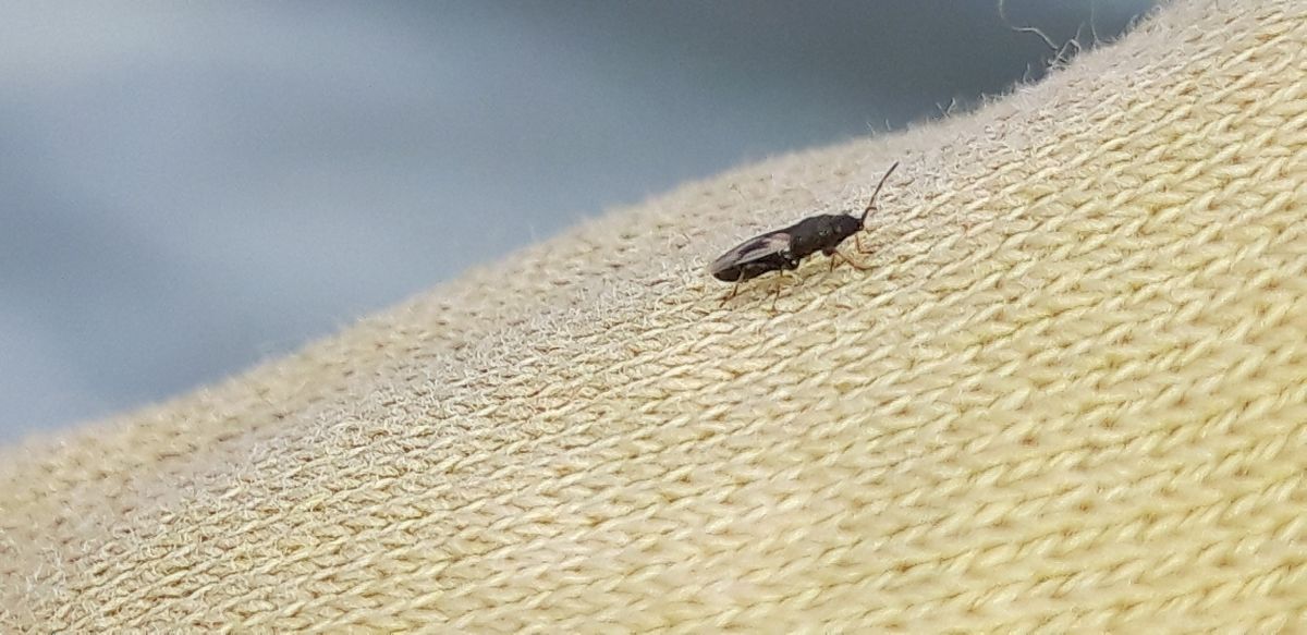 Metopoplax ditomoides  - Michele Cento