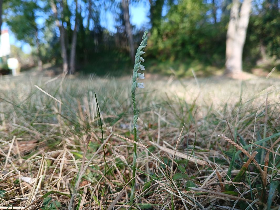 Spiranthes spiralis  - Alain Falvard