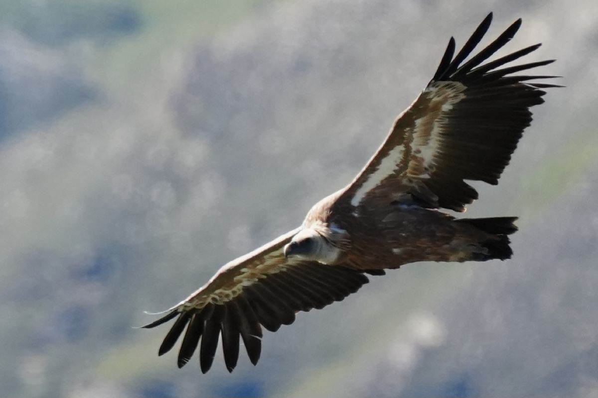 Vautour fauve  - Peter Wimmer