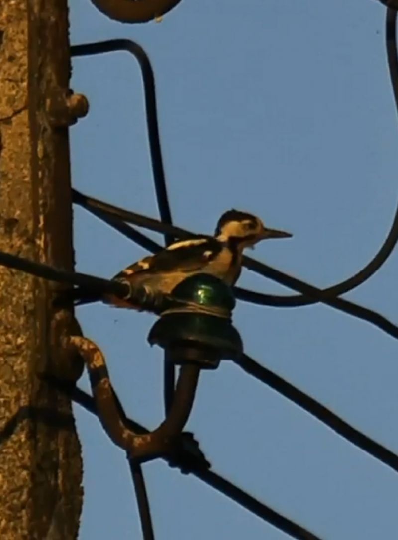 Syrian Woodpecker  - Kacper Mikulski