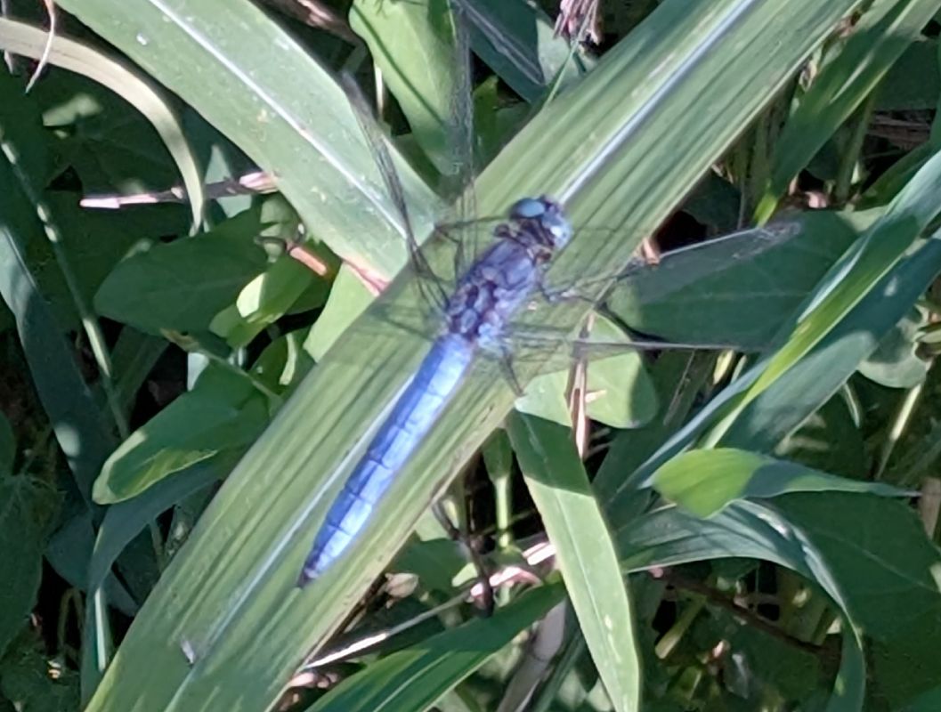 Orthetrum coerulescens  - Sonke Hardersen