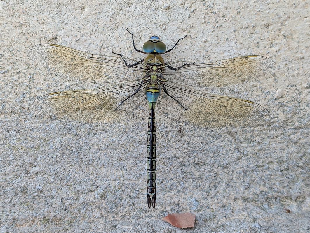 Anax parthenope  - Sonke Hardersen