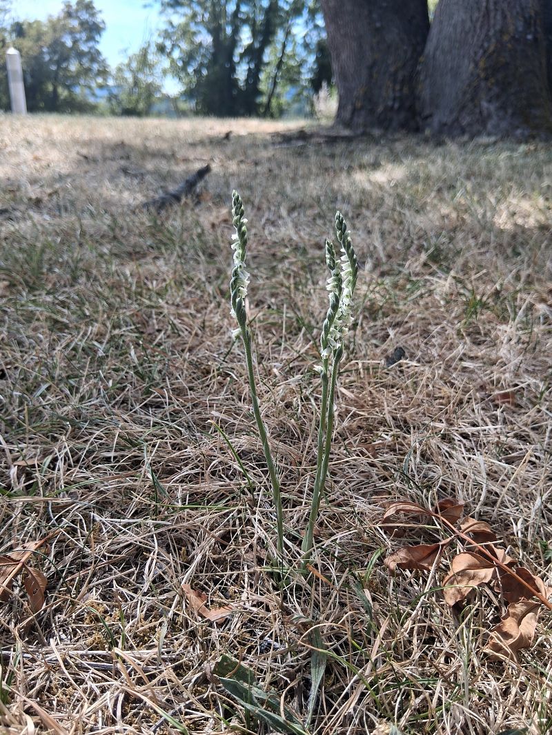 Spiranthes autumnalis  - Charles Paillet